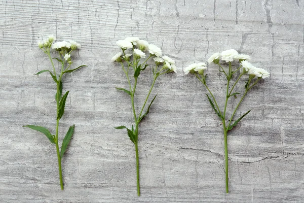 Schöne kleine wilde Blumen auf Holzgrund — Stockfoto