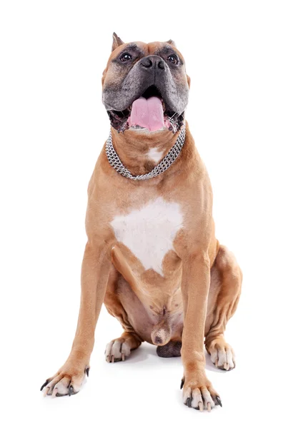 Mooie Boxer Hond geïsoleerd op wit — Stockfoto