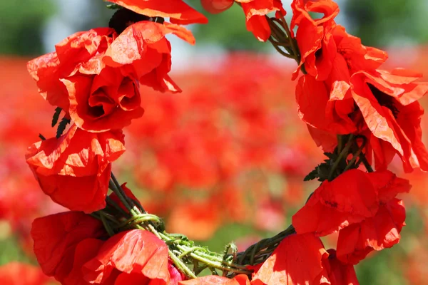 Крупный план красных маковых цветов — стоковое фото