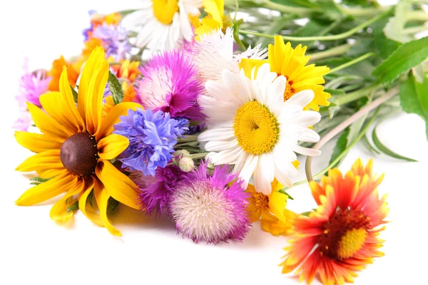 Fechar flores silvestres brilhantes no fundo branco — Fotografia de Stock