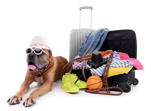 Hermoso perro boxeador con maletas aisladas en blanco —  Fotos de Stock