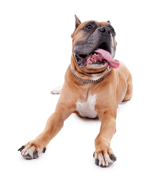 Hermoso perro boxeador aislado en blanco — Foto de Stock