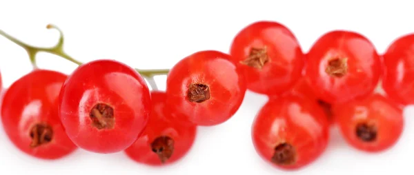 Fresh red currant isolated on white — Stock Photo, Image