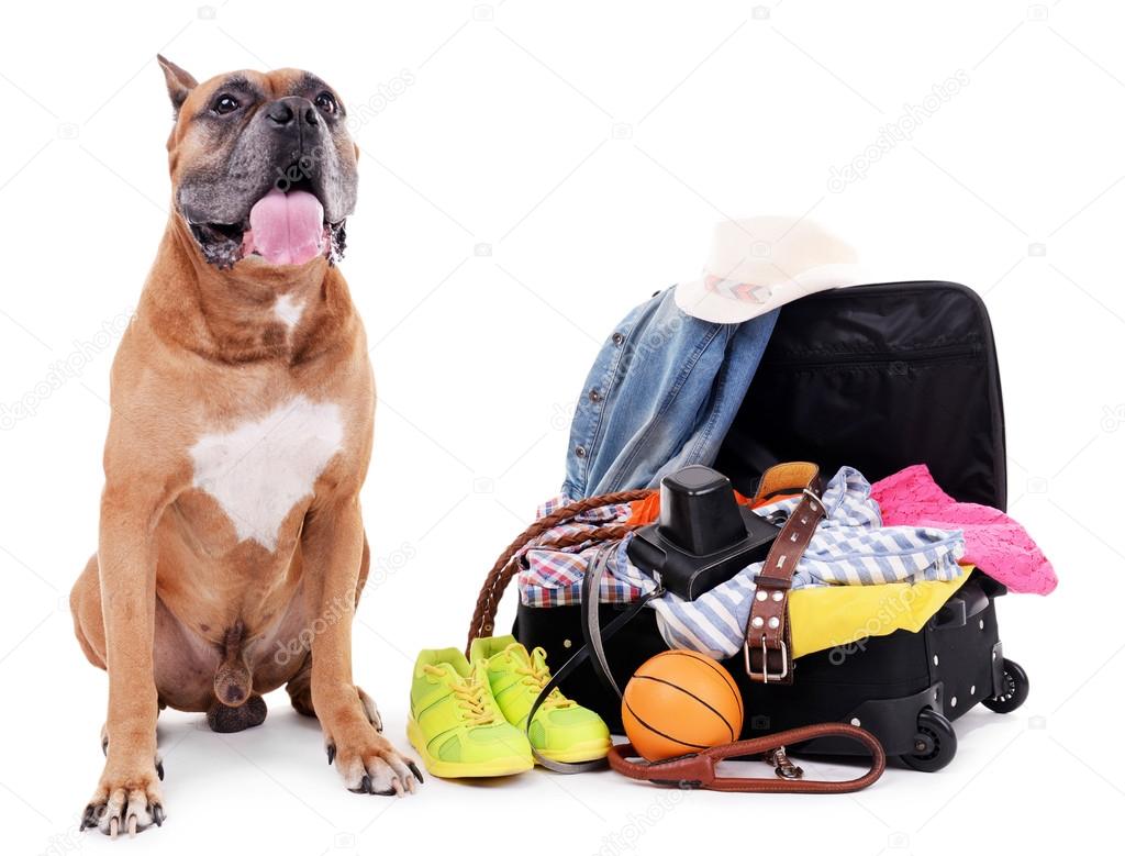 Beautiful Boxer Dog with open suitcase isolated on white