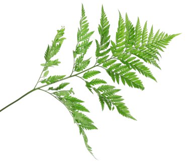 Yeşil eğrelti otu yaprağı