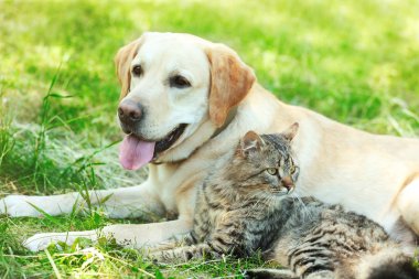Dostu köpek ve kedi yeşil çim arka plan üzerinde dinlenme