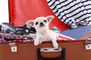 çok güzel chihuahua köpek giysi ile bavul içinde yakın çekim