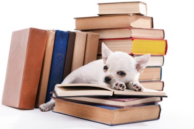 Adorable chihuahua dog and heap of books close up