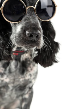 Beyaz arka plan üzerinde izole güneş gözlüklü şirin köpek