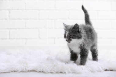 katta evde halı üzerinde şirin gri kedicik