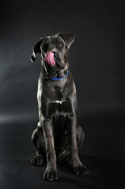 Cane corso Italiano köpek siyah arka plan üzerine