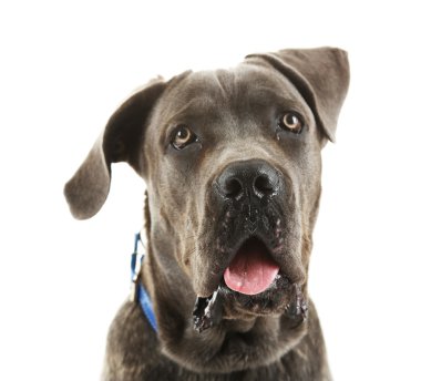 Cane corso Italiano köpek, üzerinde beyaz izole