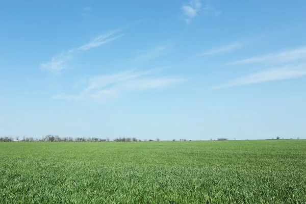 Green spring field — Stock Photo, Image