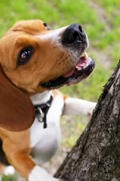 Hauska söpö koira puistossa — kuvapankkivalokuva