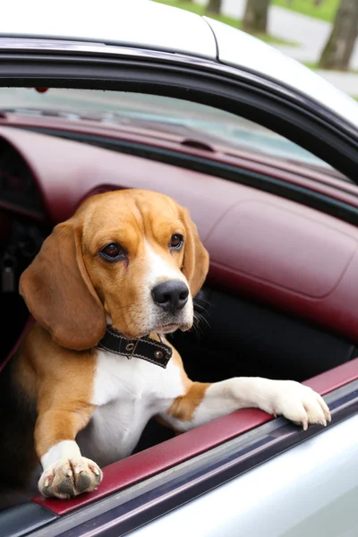 Divertido lindo perro en coche —  Fotos de Stock