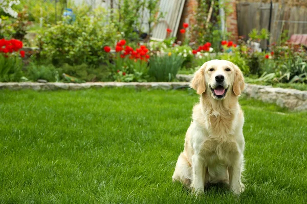 Nuttet Labrador sidder på grønt græs, udendørs - Stock-foto