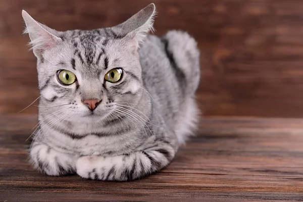 Hermoso gato sobre fondo de madera — Foto de Stock