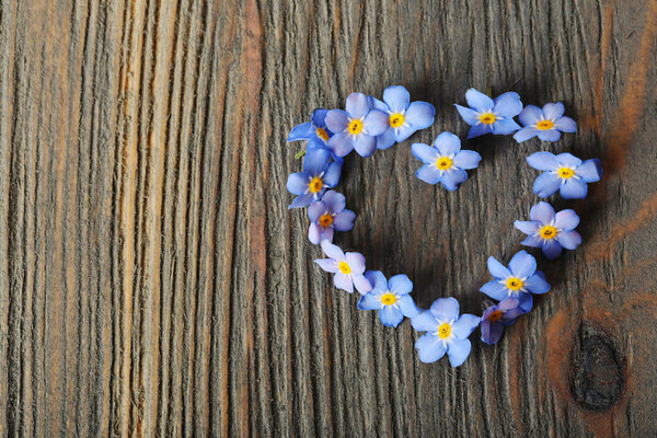 Forget-me-nots flowers