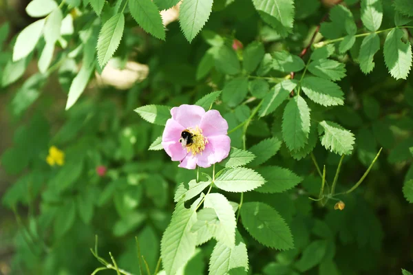 Пчела с маленьким розовым цветком — стоковое фото