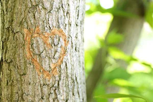 Srdce, vytesané do stromu zblízka — Stock fotografie