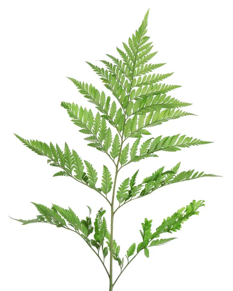 Green fern leaf — Stock Photo, Image