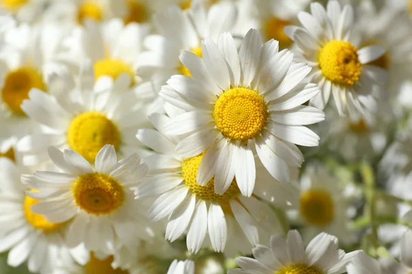 Beautiful bouquet of daisies — Stock Photo, Image