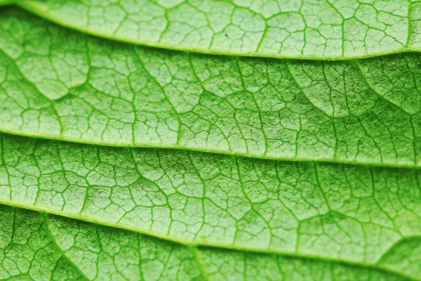 Closeup of green leaf — Stock Photo, Image