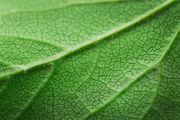 Detailní záběr zeleného listu — Stock fotografie