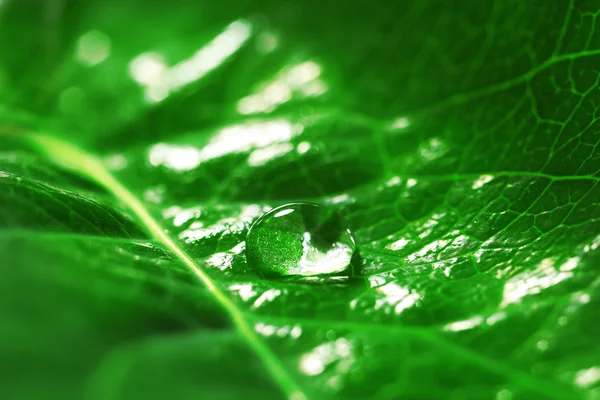 Folha verde com gotas, close-up — Fotografia de Stock