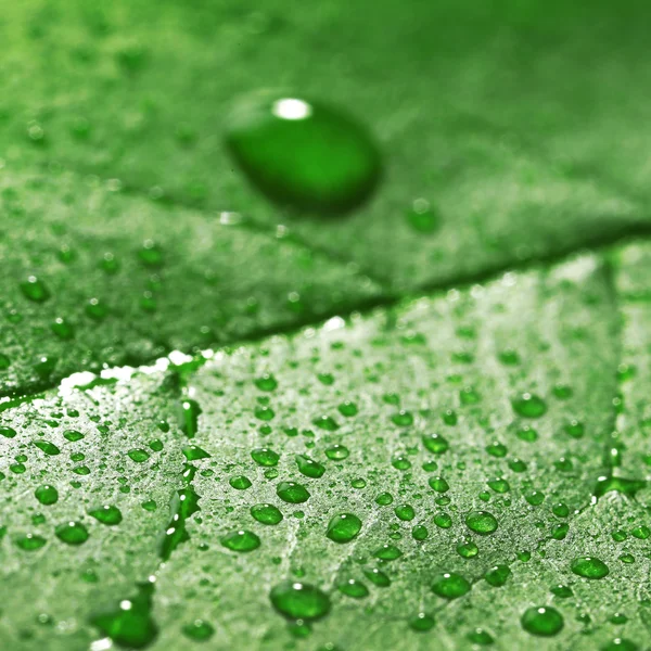 Green leaf with droplets, closeup — Stock Photo, Image