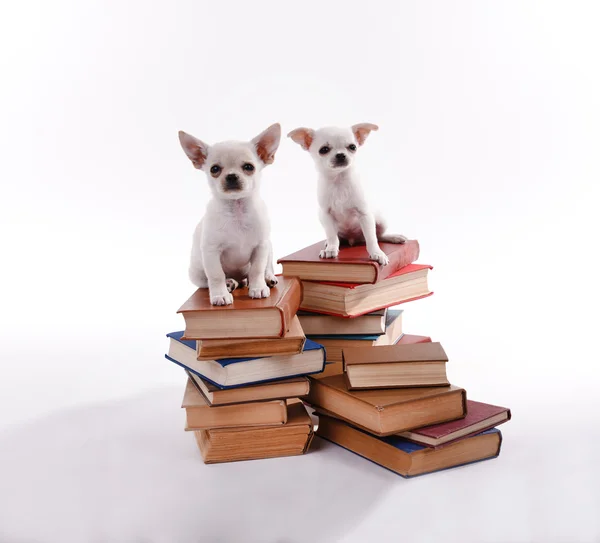 Adorables chihuahua chiens sur tas de livres isolés sur blanc — Photo