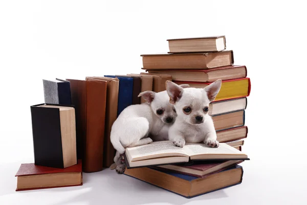 Adorabile chihuahua cani su mucchio di libri isolati su bianco — Foto Stock