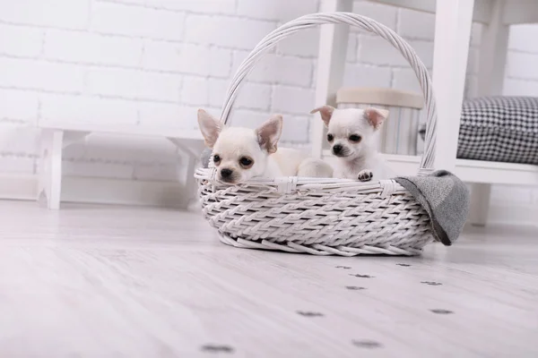 Adorables perros chihuahua en canasta y huellas de patas fangosas en piso de madera en la habitación — Foto de Stock