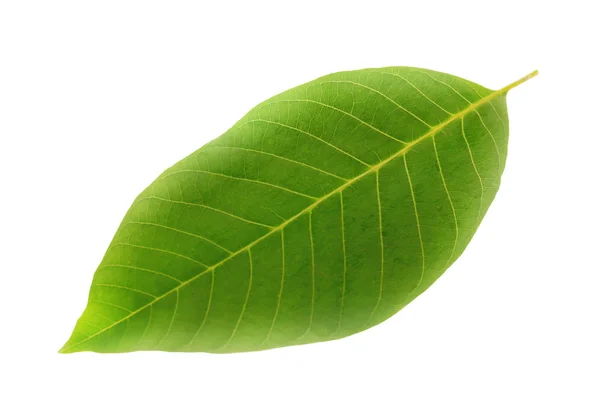 Hoja verde aislada sobre blanco — Foto de Stock