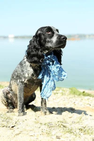 Rosyjski spaniel na plaży, na zewnątrz — Zdjęcie stockowe