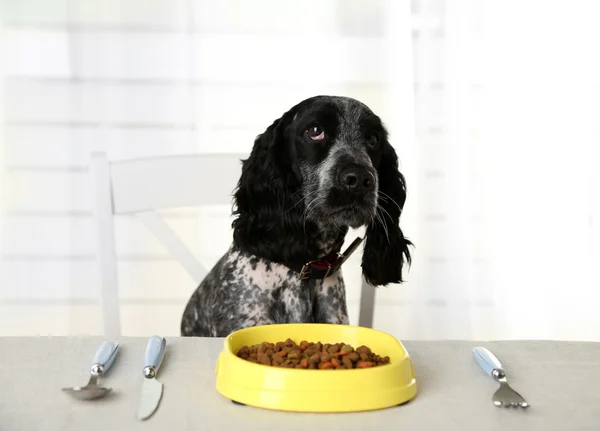 Hond plaat van brokjes kijken op eettafel — Stockfoto
