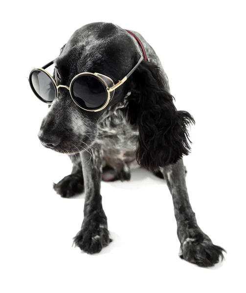 Ładny pies z okulary na białym tle — Zdjęcie stockowe