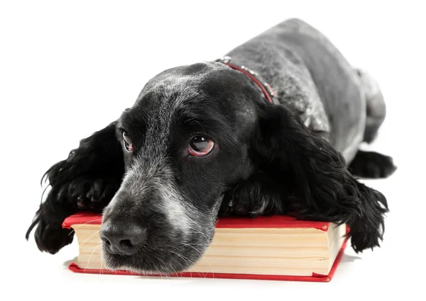 Ryska spaniel med bok isolerad på vit — Stockfoto