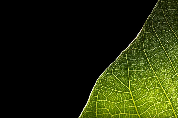 Grönt löv på svart bakgrund — Stockfoto