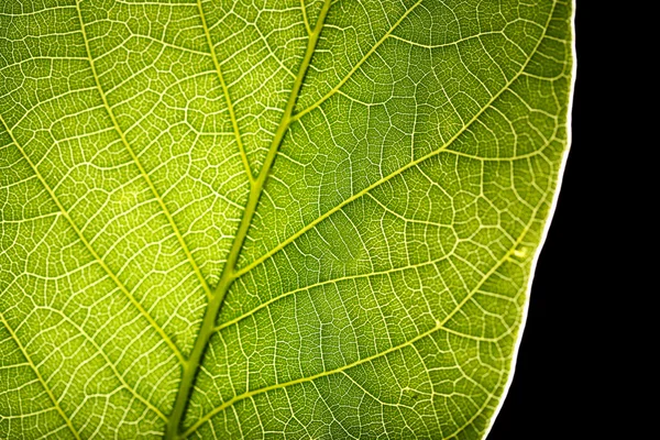 Foglia verde da vicino — Foto Stock