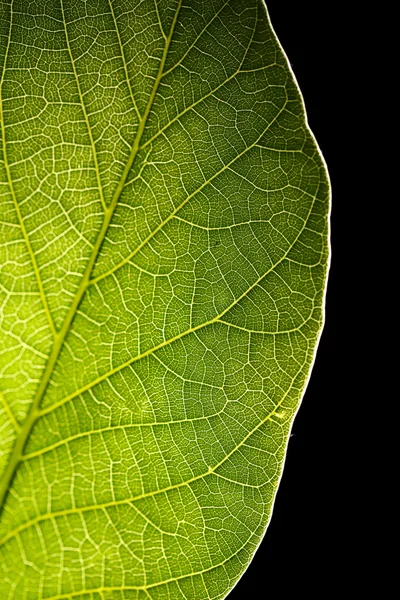 Folha verde perto — Fotografia de Stock