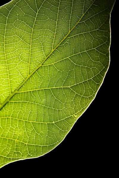 Green leaf on black background — Stock Photo, Image