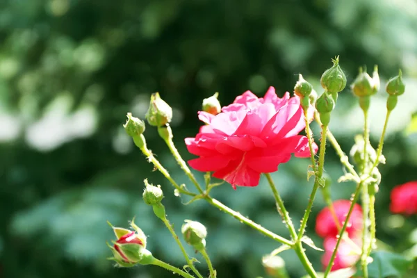 Krásné růžové růže nad zelenými listy pozadí — Stock fotografie