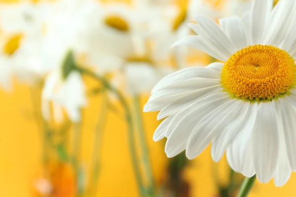 Zbliżenie kwiatów rumianku piękne — Zdjęcie stockowe