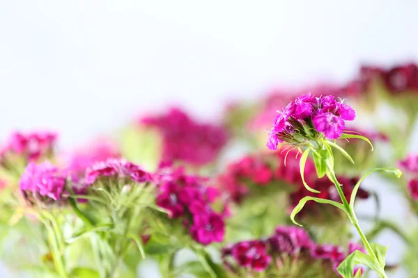 Крупный план красивых фиолетовых цветов — стоковое фото