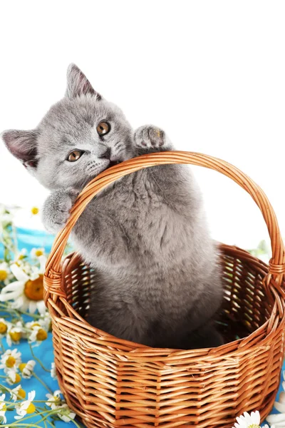 Lindo gatito gris en canasta de mimbre con manzanillas aisladas en blanco — Foto de Stock