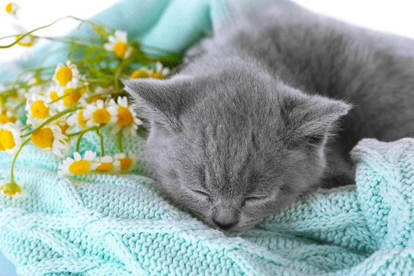Cute gray kitten on plaid  with chamomiles, closeup — Stock Photo, Image