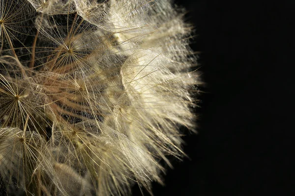 Beautiful dandelion on dark background — Stock Photo, Image