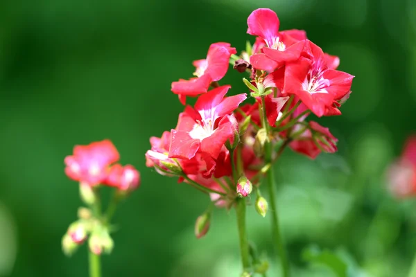 屋外の植木鉢の花 — ストック写真