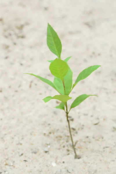 Pflanze wächst durch Pflaster — Stockfoto